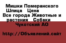 Мишки Померанского Шпица › Цена ­ 60 000 - Все города Животные и растения » Собаки   . Чукотский АО